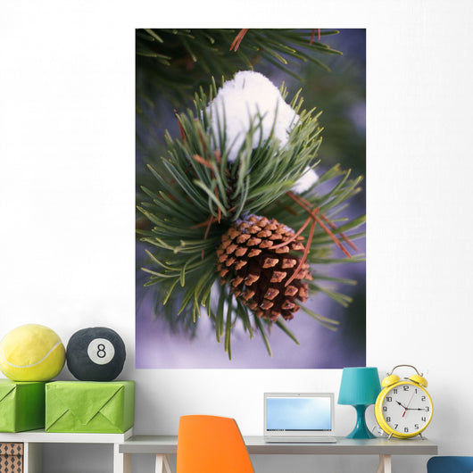Early Snow On Pine Tree Branch With Pinecone Wall Mural