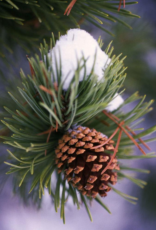 Early Snow On Pine Tree Branch With Pinecone Wall Mural