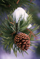 Early Snow On Pine Tree Branch With Pinecone Wall Mural
