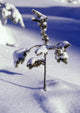 Heavy Snow On Young Pine Tree Wall Mural