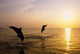 Silhouette Of Bottlenose Dolphins Wall Mural