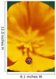 Ladybug On Poppy Flower Petal Wall Mural