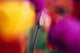 Selective Focus Tulip Flower Field Wall Mural