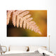 Frost On A Fern Leaf Wall Mural