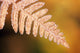 Frost On A Fern Leaf Wall Mural