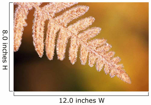 Frost On A Fern Leaf Wall Mural