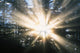 Sunrays Through A Forest Wall Mural