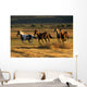 Wild Horses Running Together Wall Mural