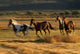 Wild Horses Running Together Wall Mural