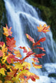 Maple Vine With Waterfall Wall Mural