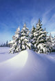 Snow-Covered Pine Trees Wall Mural