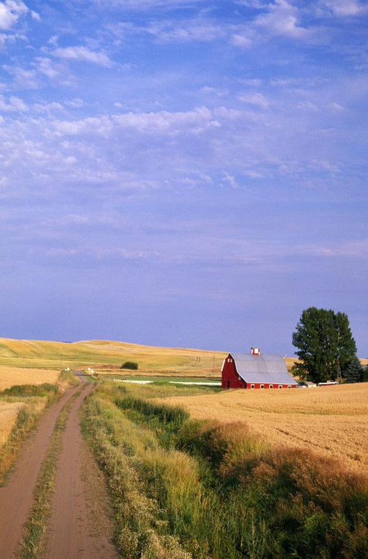 Dirt Road Through Wheat Field Wall Mural