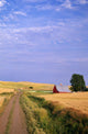 Dirt Road Through Wheat Field Wall Mural