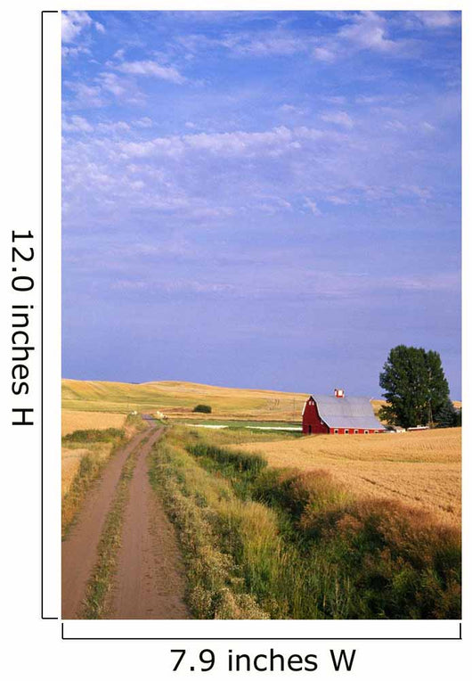 Dirt Road Through Wheat Field Wall Mural