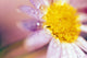 Detail Of Flower Blossom With Dew Drops Wall Mural