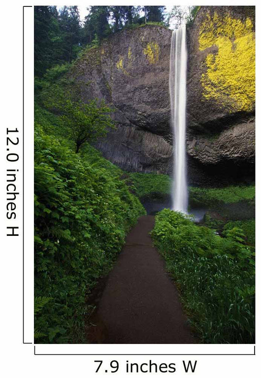 Lush Foliage Along Path To Latourell Falls Wall Mural