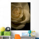 White Rose Wall Mural