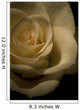 White Rose Wall Mural