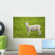 Lamb Wall Mural