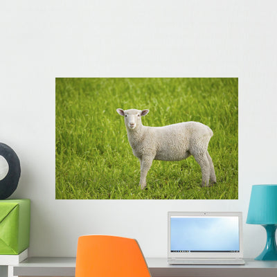 Lamb Wall Mural shown on a wall