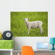 Lamb Wall Mural
