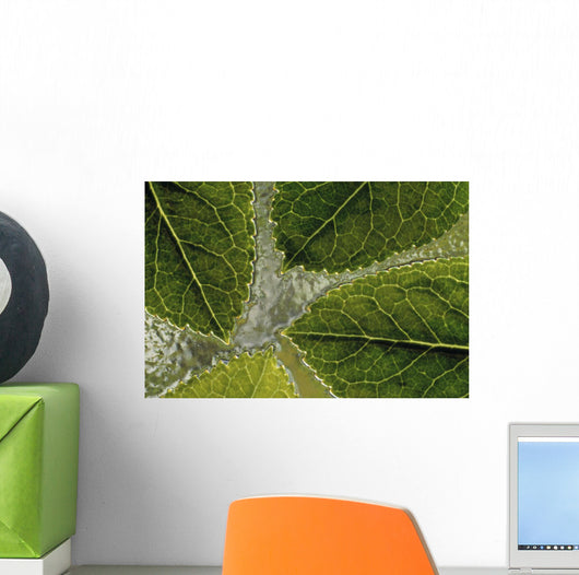 Leaves On Water Wall Mural