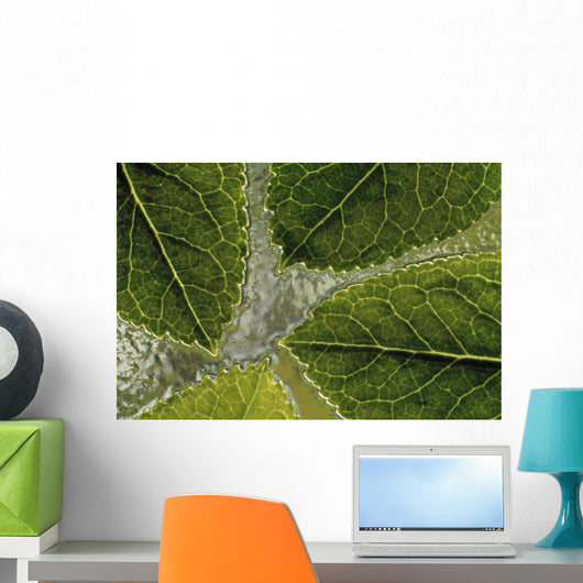 Leaves On Water Wall Mural