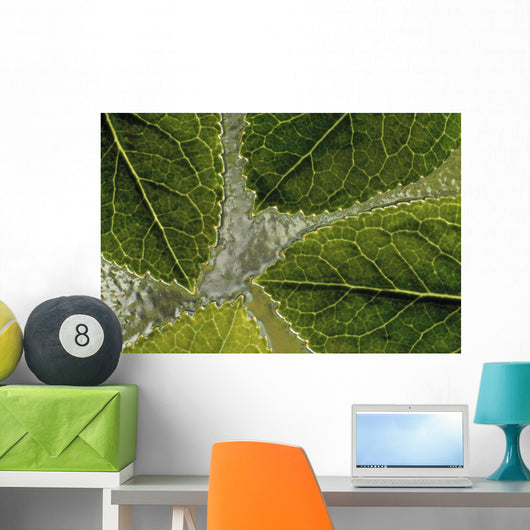 Leaves On Water Wall Mural