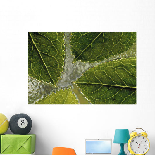 Leaves On Water Wall Mural