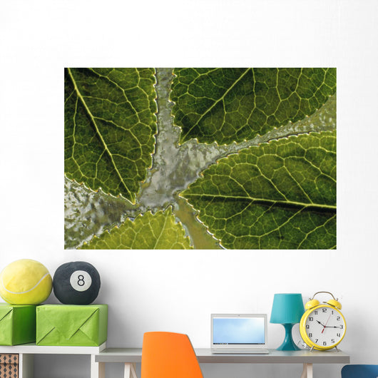Leaves On Water Wall Mural