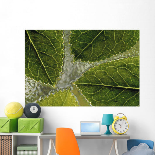 Leaves On Water Wall Mural