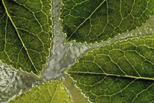Leaves On Water Wall Mural