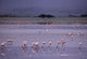 Pink Flamingos Drinking Water Wall Mural