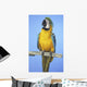 Blue-And-Gold Macaw Wall Mural