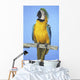 Blue-And-Gold Macaw Wall Mural