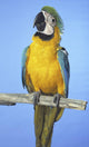 Blue-And-Gold Macaw Wall Mural
