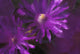 Ice Plant Blossoms Under Ice Wall Mural