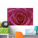 Rose Blossom Wall Mural