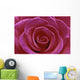 Rose Blossom Wall Mural