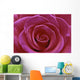 Rose Blossom Wall Mural