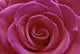 Rose Blossom Wall Mural