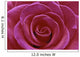 Rose Blossom Wall Mural