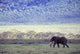 Elephant In The Wild Wall Mural