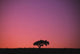 Lone Tree Backlit By Afterglow Wall Mural