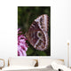 Blue Morpho Butterfly On Flower Wall Mural