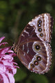 Blue Morpho Butterfly On Flower Wall Mural