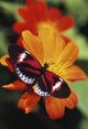 Butterfly On Flower Wall Mural