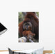 Orangutan Wall Mural