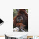 Orangutan Wall Mural