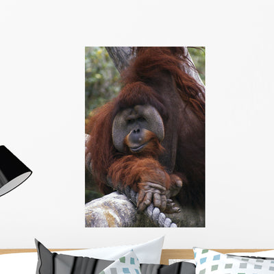 Orangutan Wall Mural shown on a wall